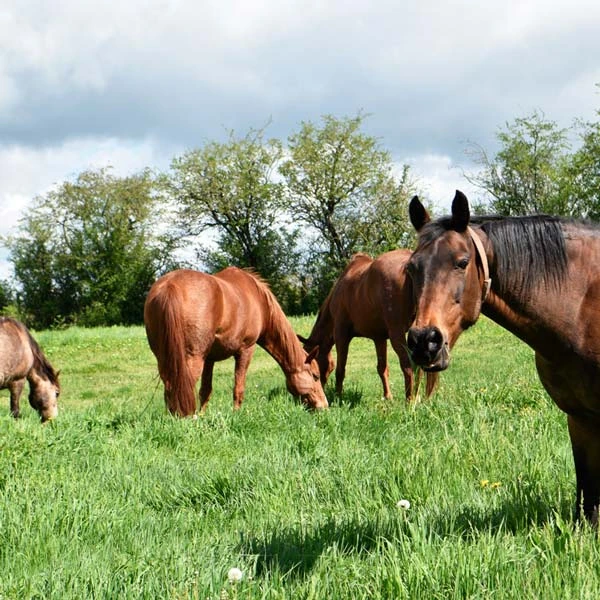 Pension pour chevaux à Saint-Privat-d'Allier, Haute-Loire